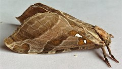 Sthenopis argenteomaculatus