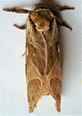 Sthenopis argenteomaculatus