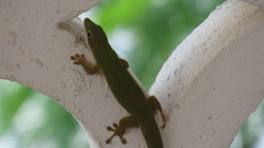 Phelsuma dubia