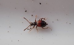 Rybaxis longicornis
