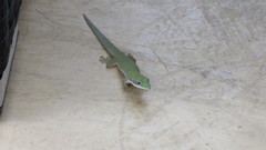 Phelsuma dubia