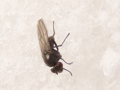 Coenia curvicauda