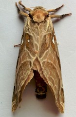 Sthenopis argenteomaculatus