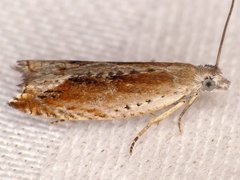 Ancylis diminuatana