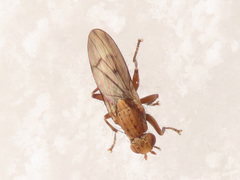 Suillia flavifrons