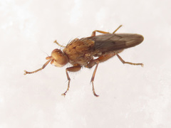 Suillia flavifrons