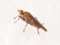 Suillia flavifrons