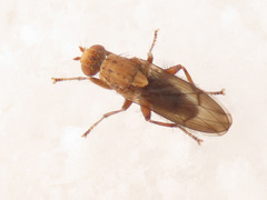 Suillia flavifrons