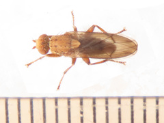 Suillia flavifrons