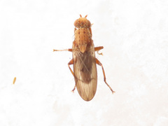 Suillia flavifrons