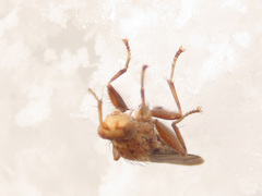 Suillia flavifrons