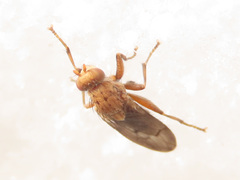 Suillia flavifrons
