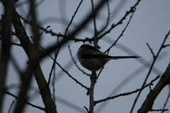 Aegithalos caudatus