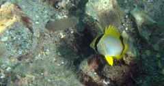 Chaetodon