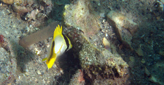 Chaetodon