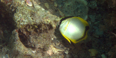 Chaetodon