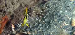 Chaetodon