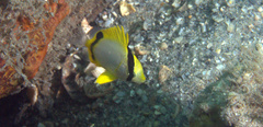 Chaetodon