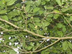 Vepris trichocarpa