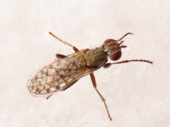Pherbellia schoenherri