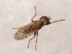 Pherbellia schoenherri