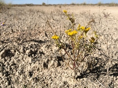 Sartwellia flaveriae