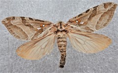 Sthenopis argenteomaculatus