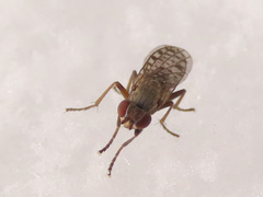 Pherbellia schoenherri