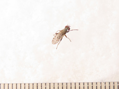 Pherbellia schoenherri