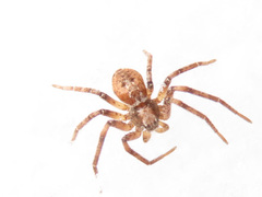 Philodromus aureolus