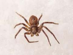 Philodromus aureolus