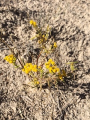 Sartwellia flaveriae