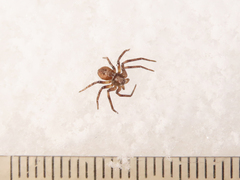 Philodromus aureolus