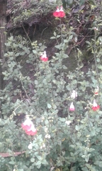 Salvia microphylla microphylla