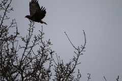 Buteo buteo