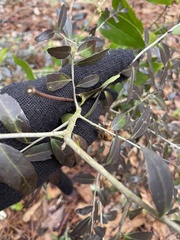 Sophoreae