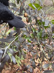Sophoreae