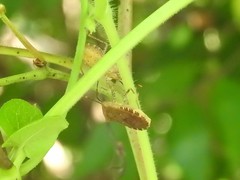 Anasa repetita