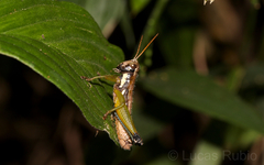 Pseudoscopas nigrigena