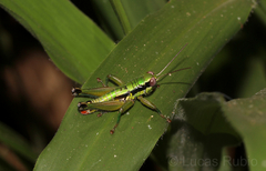 Parascopas sanguineus