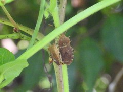 Anasa repetita