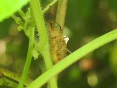Anasa repetita