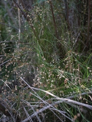 Juncus capensis