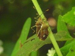 Anasa repetita