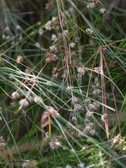 Juncus capensis