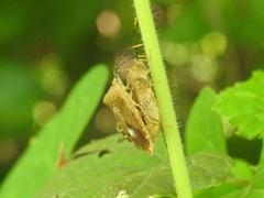 Anasa repetita