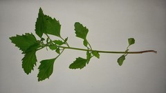 Chenopodiastrum murale
