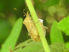 Anasa repetita