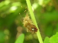 Anasa repetita