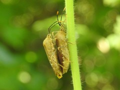 Anasa repetita